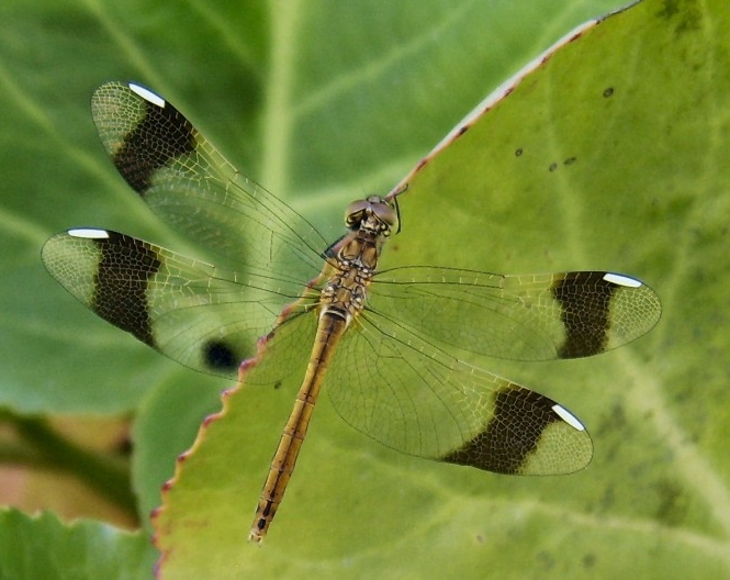 20110727sympednLiperiYlämyllyKariManner.jpg