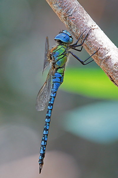 A Affinis male1.jpg