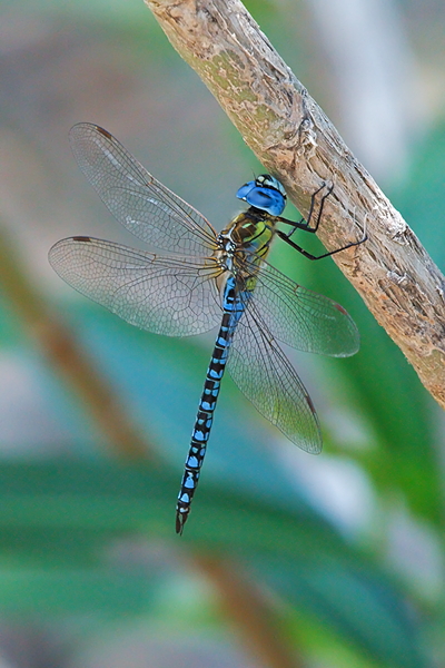 A Affinis male2.jpg