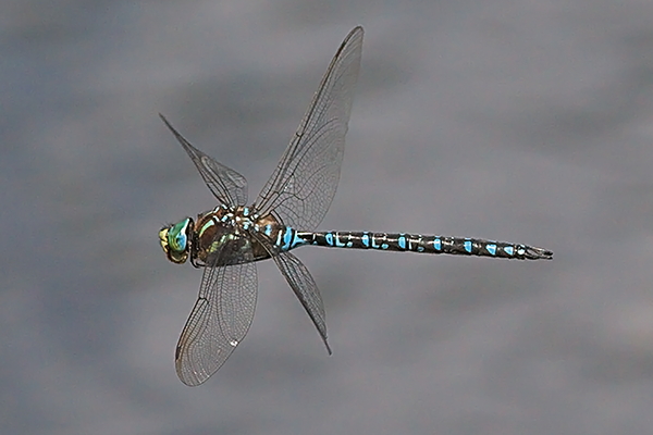 A crenata male1 ristotoivonen.jpg