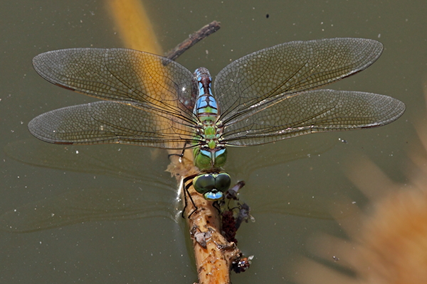 A imperator female1 ristotoivonen.jpg