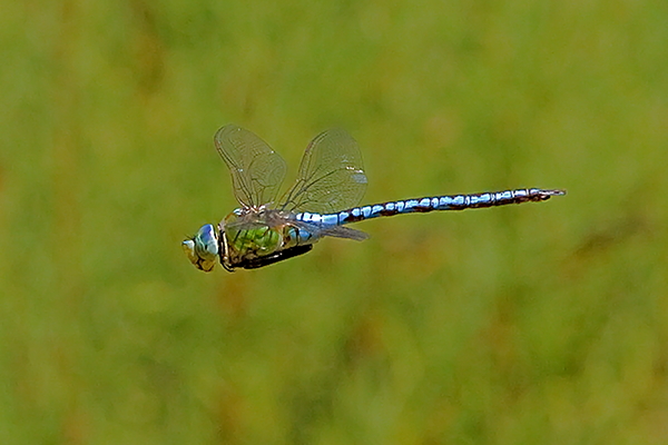 A imperator male1 ristotoivonen.jpg