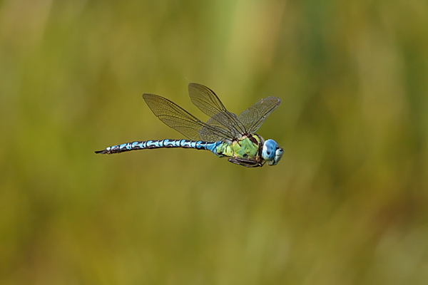 A viridis male1 ristotoivonen.jpg