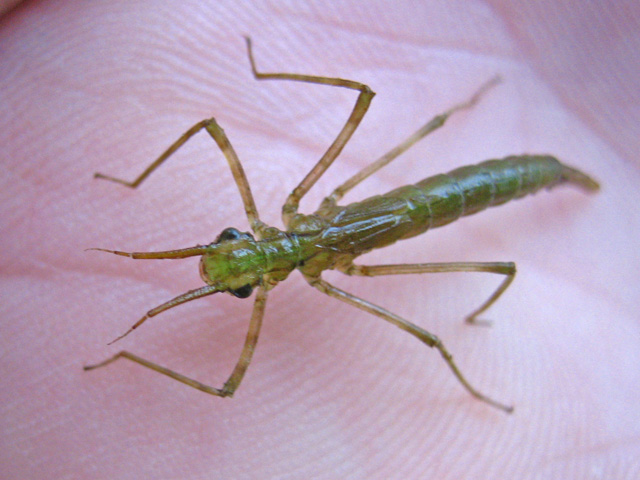 Calopteryx larva mäkinen.jpg