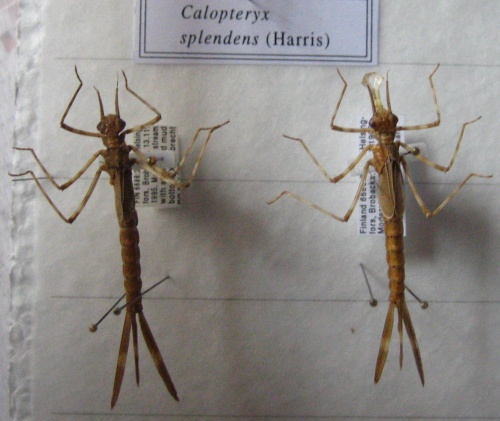 Calspl larva makinen.jpg