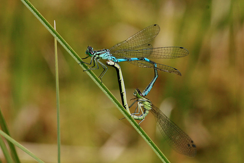 Coenagrion hastulatum sulka haro 1.jpg