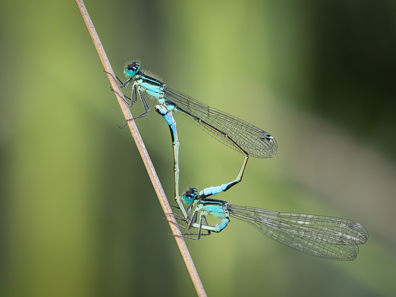 I elegans kopula.jpg