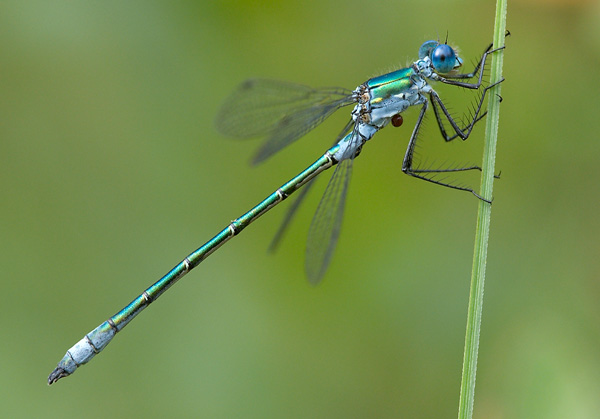 Lestes dryas-13.jpg