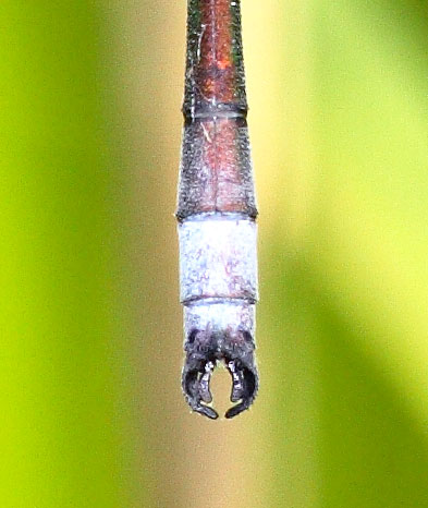 Lestes dryas sulka haro 2.jpg