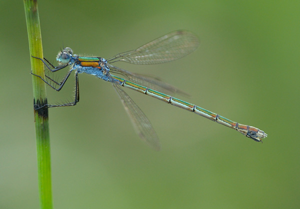 Lestes sponsa-12.jpg