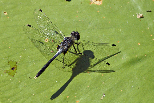 Leucorrhinia albifrons sulka haro 1.jpg