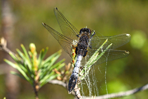 Leucorrhinia caudalis sulka haro 2.jpg