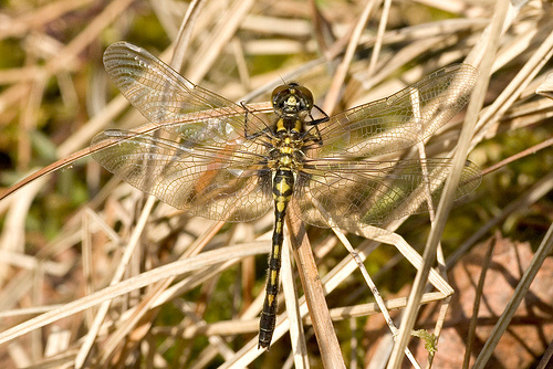 Leucorrhinia dubia sulka haro 1.jpg