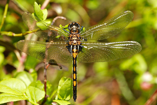 Leucorrhinia dubia sulka haro 2.jpg