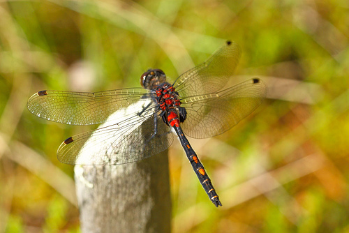 Leucorrhinia dubia sulka haro 3.jpg