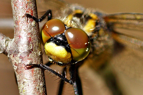 Leucorrhinia dubia sulka haro 4.jpg