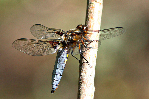 Libellula depressa sulka haro 1.jpg