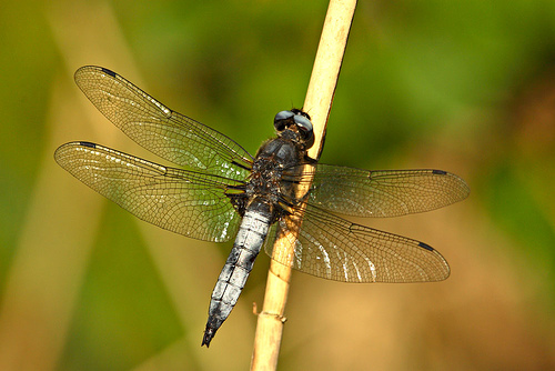 Libellula fulva sulka haro 1.jpg