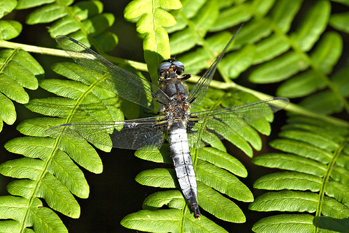 Libellula fulva sulka haro 2.jpg