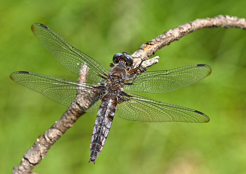 Libellula fulva sulka haro 3.jpg