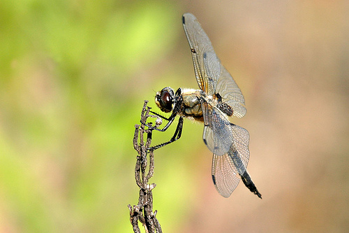 Libellula quadrimaculata sulka haro 2.jpg