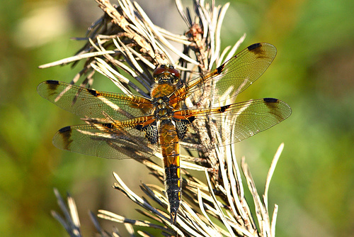 Libellula quadrimaculata sulka haro 4.jpg