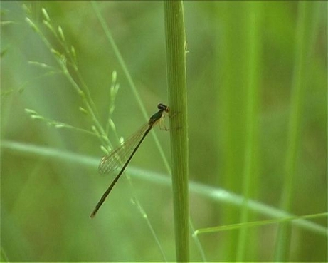 Tiedosto:Nehalennia 1,1 skaalaus.jpg