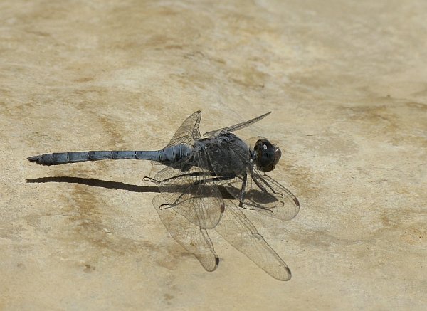 Orthetrum taeniolatum.jpg