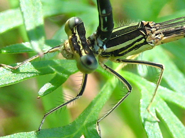 Platycnemis rajaus makinen.jpg