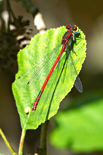 Pyrrhosoma nymphula sulka haro 2.jpg