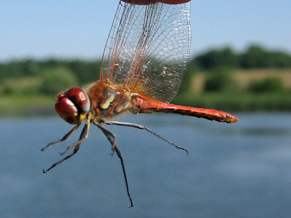 Sympetrum fonscolombii