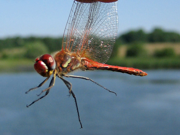 Sympetrum fonscolombii