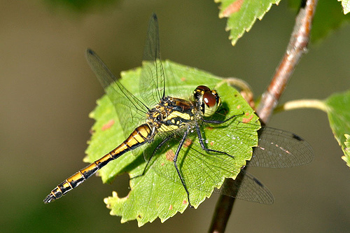 Sympetrum danae sulka haro 1.jpg