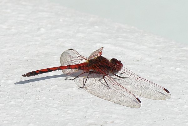 Trithemis arteriosa.jpg