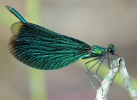 Neidonkorento Calopteryx virgo