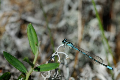 20070714 coejoh k Ahlainen.jpg