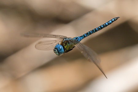 A Affinis male4.jpg