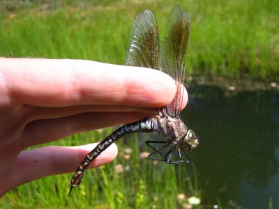 Aeshna crenata n 01082006 Tammela 1.jpg