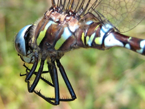 Aeshna juncea male 26082006 makinen.jpg