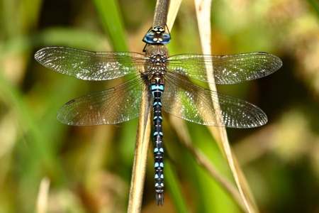 Aeshna mixta male sulka.jpg