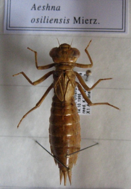 Aesosi larva makinen.jpg