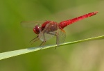 Crocothemis erythraea