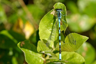 Coenagrion hastulatum sulka haro 2.jpg