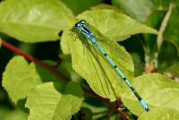 Eteläntytönkorento Coenagrion puella