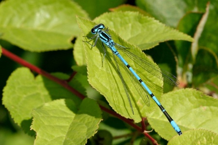 Coenagrion puella sulka haro 1.jpg