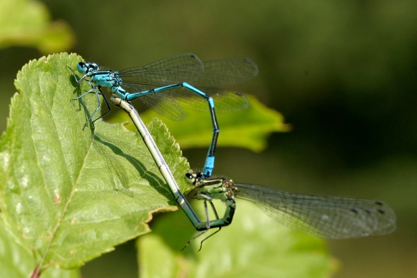 Coenagrion puella sulka haro 2.jpg