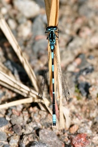 Coenagrion pulchellum.jpg