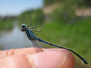 Coenagrion puella Lahti