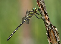 Purokorento Cordulegaster boltonii