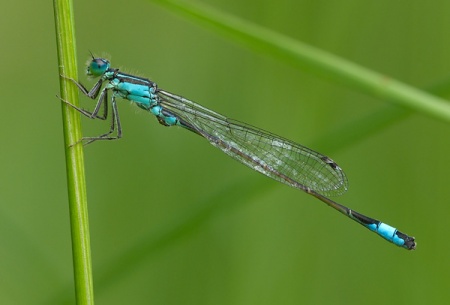 Ischnura elegans.jpg